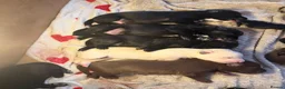 Borador dogs for sale: Stunning Lab x Collie, cream, black & chocolate! in Llandrindod Wells - Advert 5