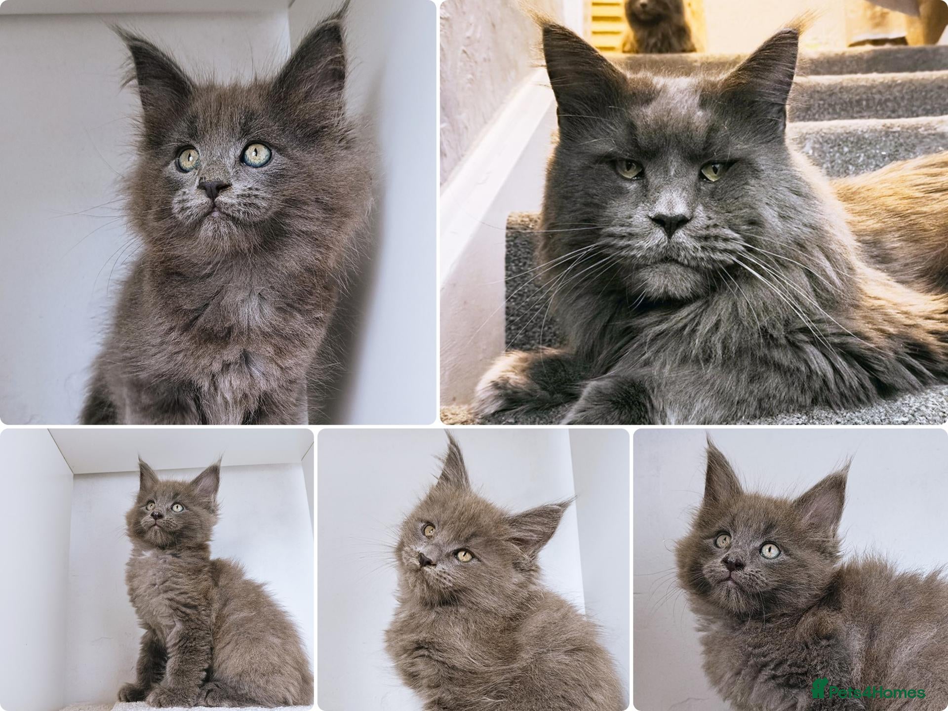 Maine Coon cats Blue maine coon kittens -DNA health tested parents - Advert 6