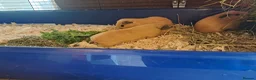 Guinea Pig rodents for sale: 3 BABY BUFF COLOURED CALIFORNIAN BOYS.  - Advert 4