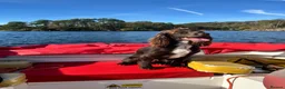 Cockapoo dogs for sale: F1 Cockapoo Winnie’s Puppies have arrived - Advert 13