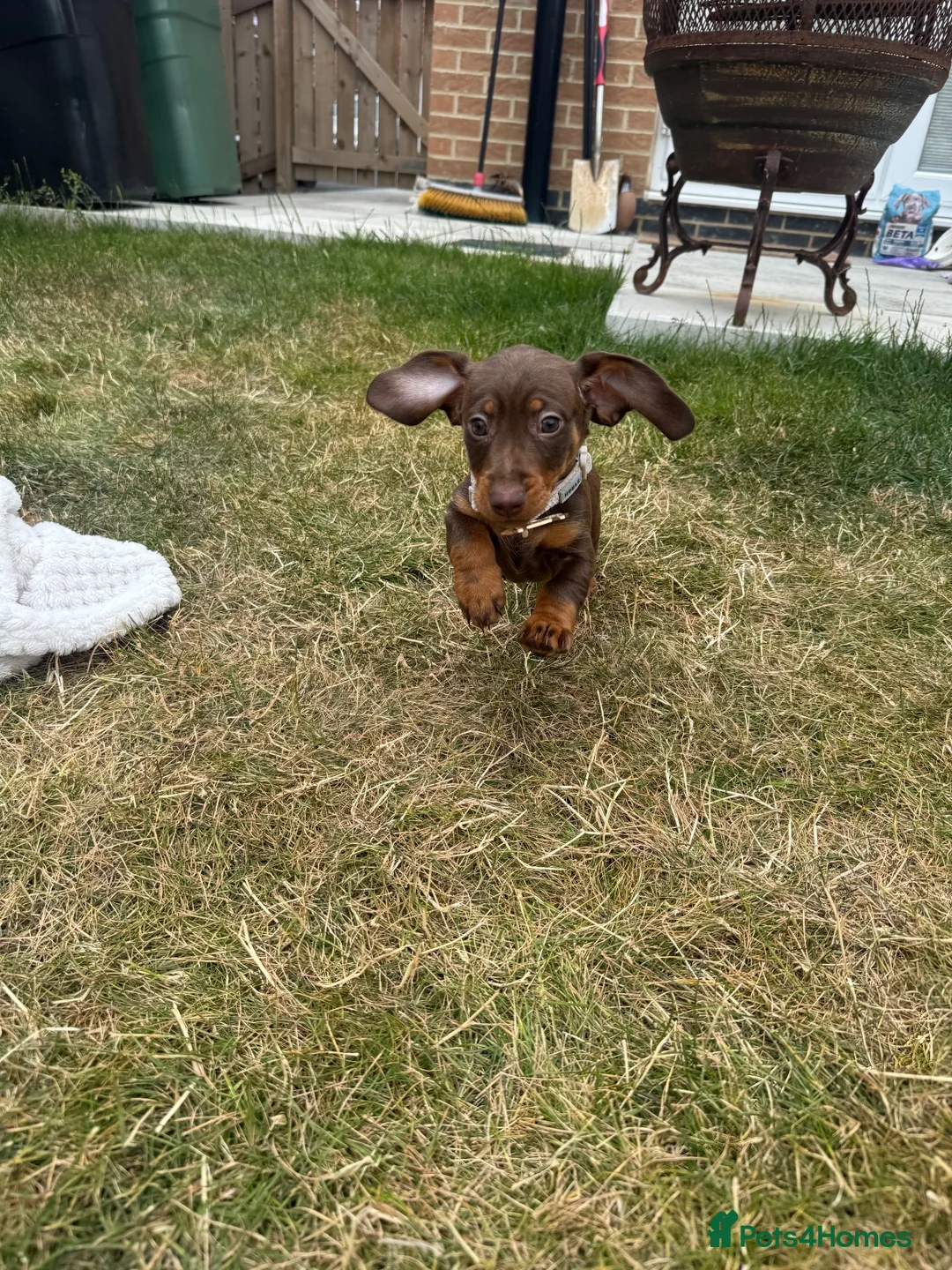 Miniature Dachshund dogs for sale: Smooth Haired Miniature Daschund  - Advert 5