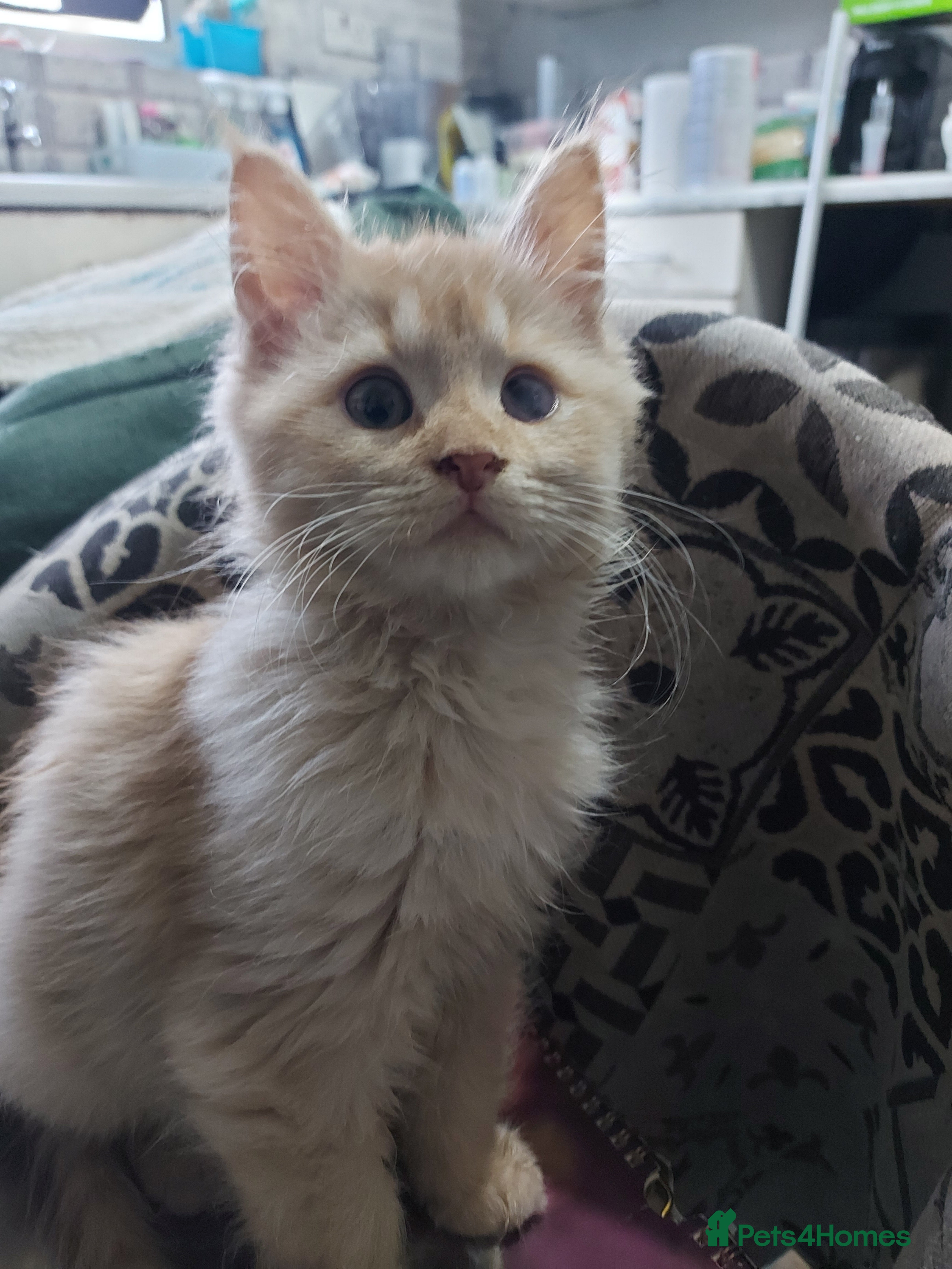 Mixed Breed cats Maine coon x sphynx kittens - Advert 20