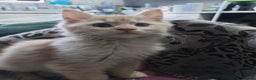 Mixed Breed cats for sale: Maine coon x sphynx kittens - Advert 4