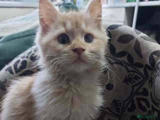 Mixed Breed cats Maine coon x sphynx kittens - Advert 20