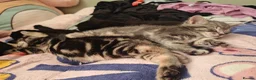 Mixed Breed cats for sale: 4 kittens  - Advert 4