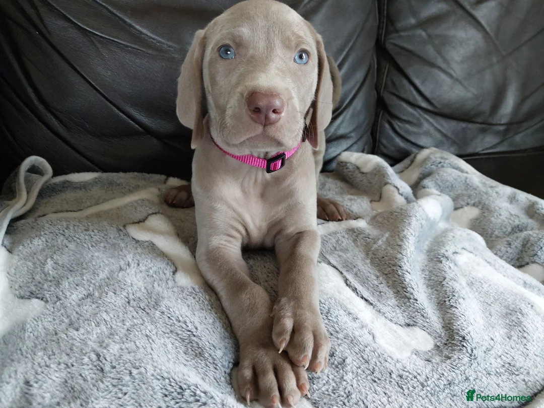 Weimaraner dogs for sale: Last 2 KC registered Weimaraner girls  - Advert 2