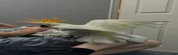 Cockatoo birds for sale: Sulphur Cockatoo in Sheffield - Advert 5