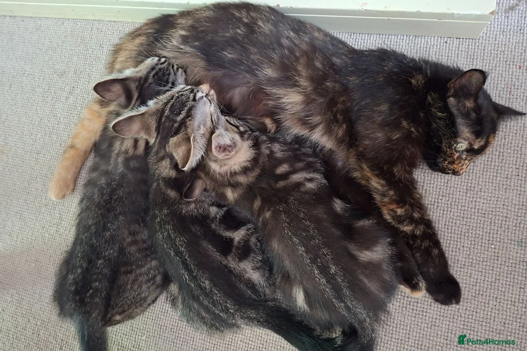 Mixed Breed cats for sale: Kittens for sale  - Advert 11