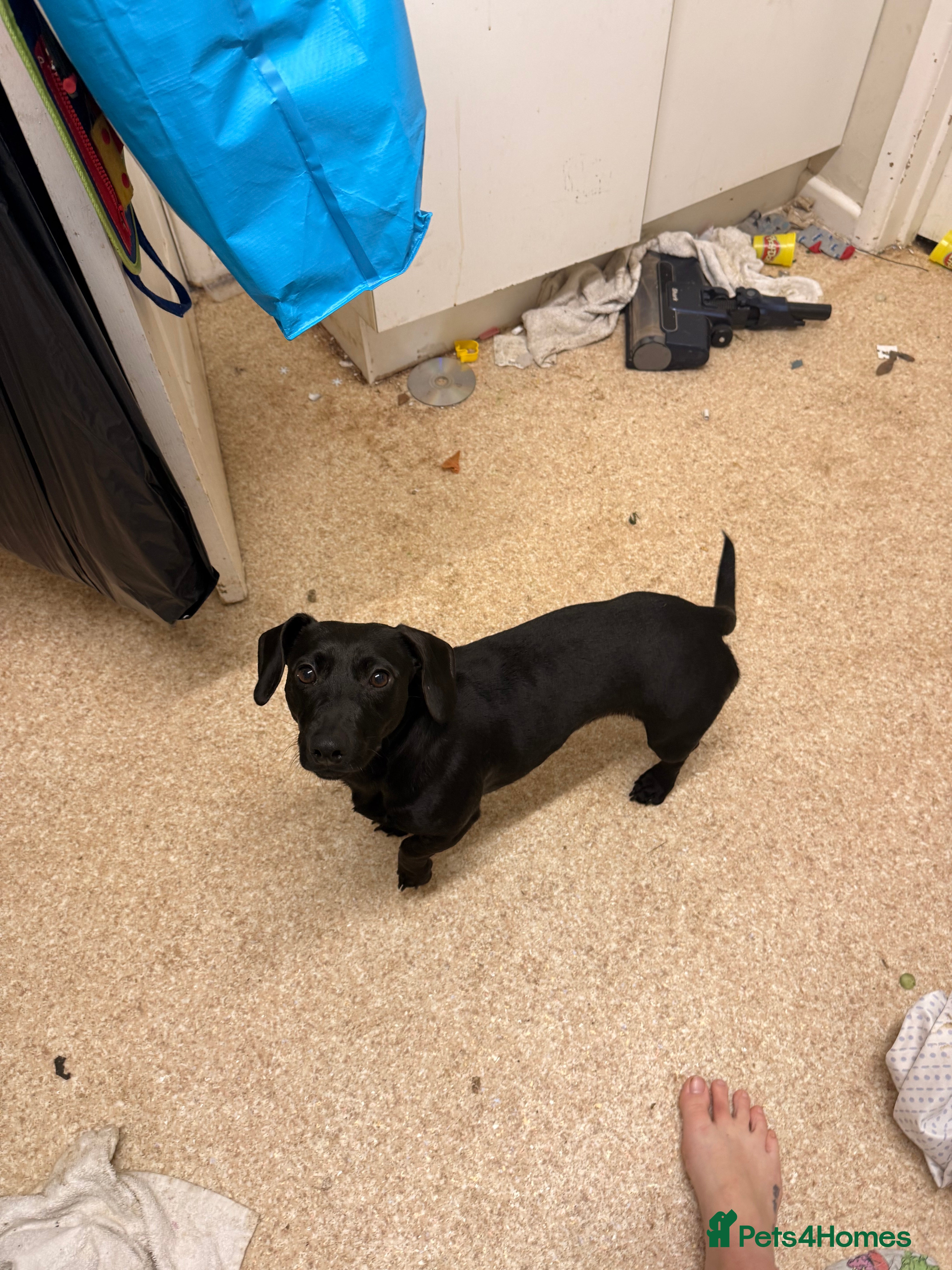 Mixed Breed dogs Beautiful puppy - Advert 1