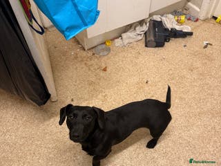 Mixed Breed dogs Beautiful puppy - Advert 1