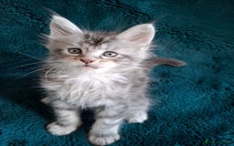 Maine Coon cats for sale: Tica registered  Maine coon kittens - Image 5