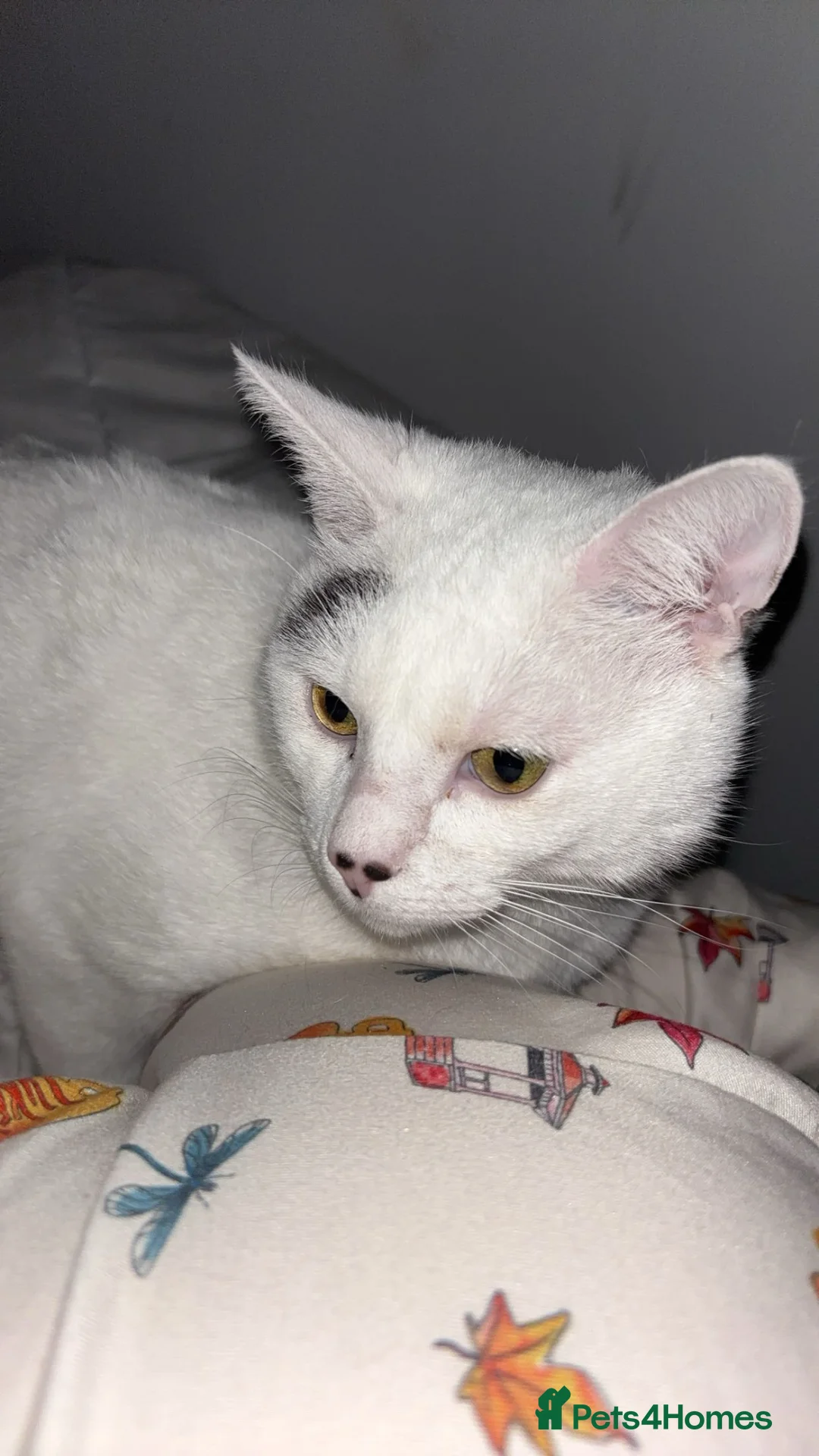 Mixed Breed cats for sale: Alfie - Advert 2