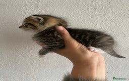 RagaMuffin cats for sale: Beautiful Ragdoll kittens  - Image 15