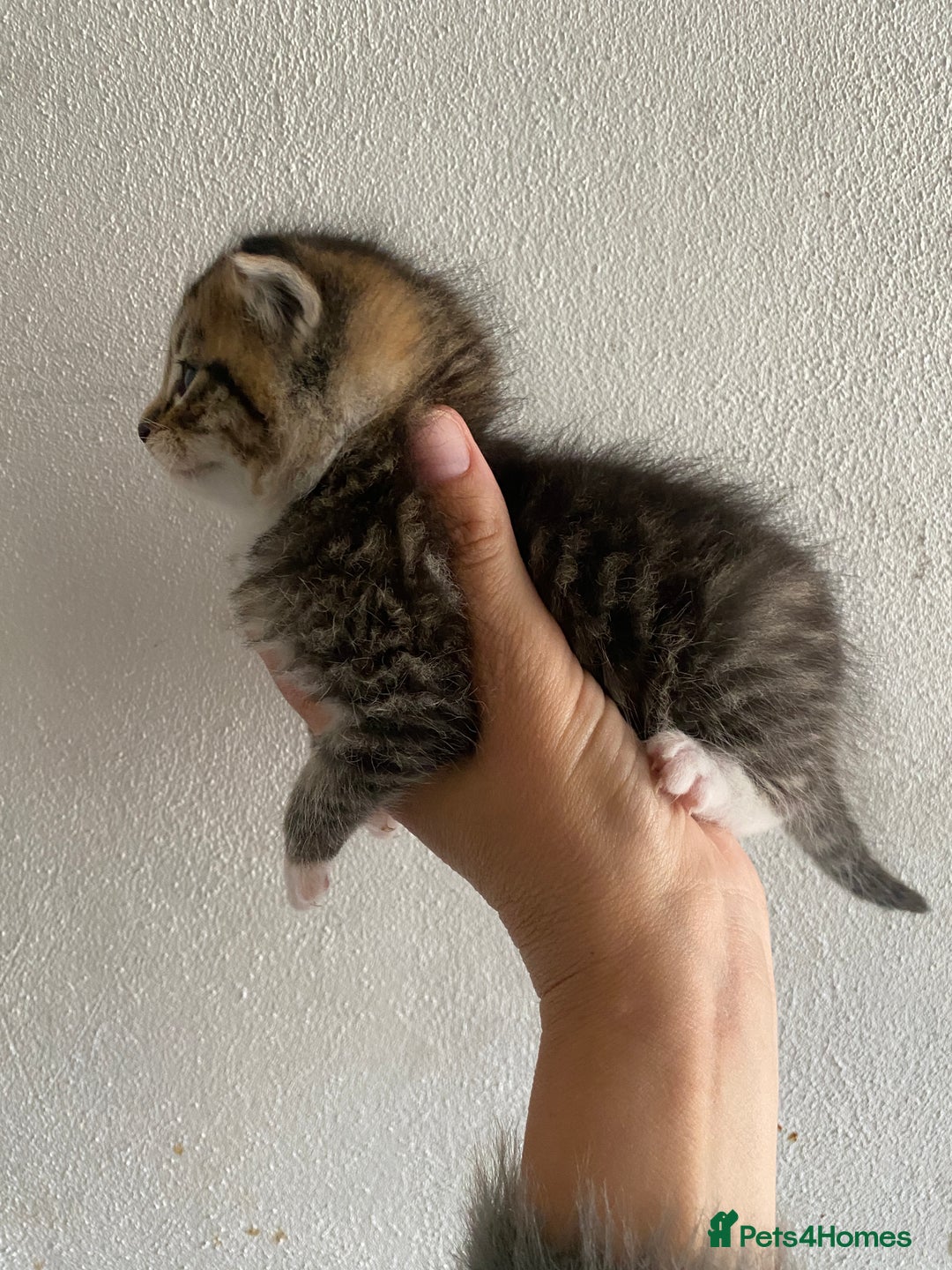 RagaMuffin cats for sale: Beautiful Ragdoll kittens  - Image 15
