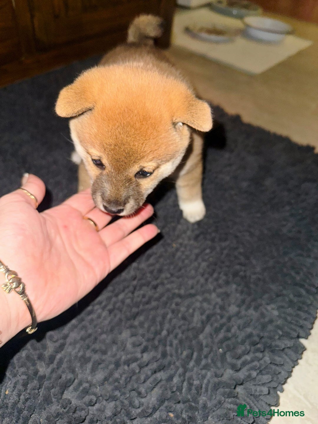 Japanese Shiba Inu dogs for sale: 🏆 CHAMPION 🏆 JAPANESE SHIBA INU チャンピオン 🇯🇵  - Advert 3