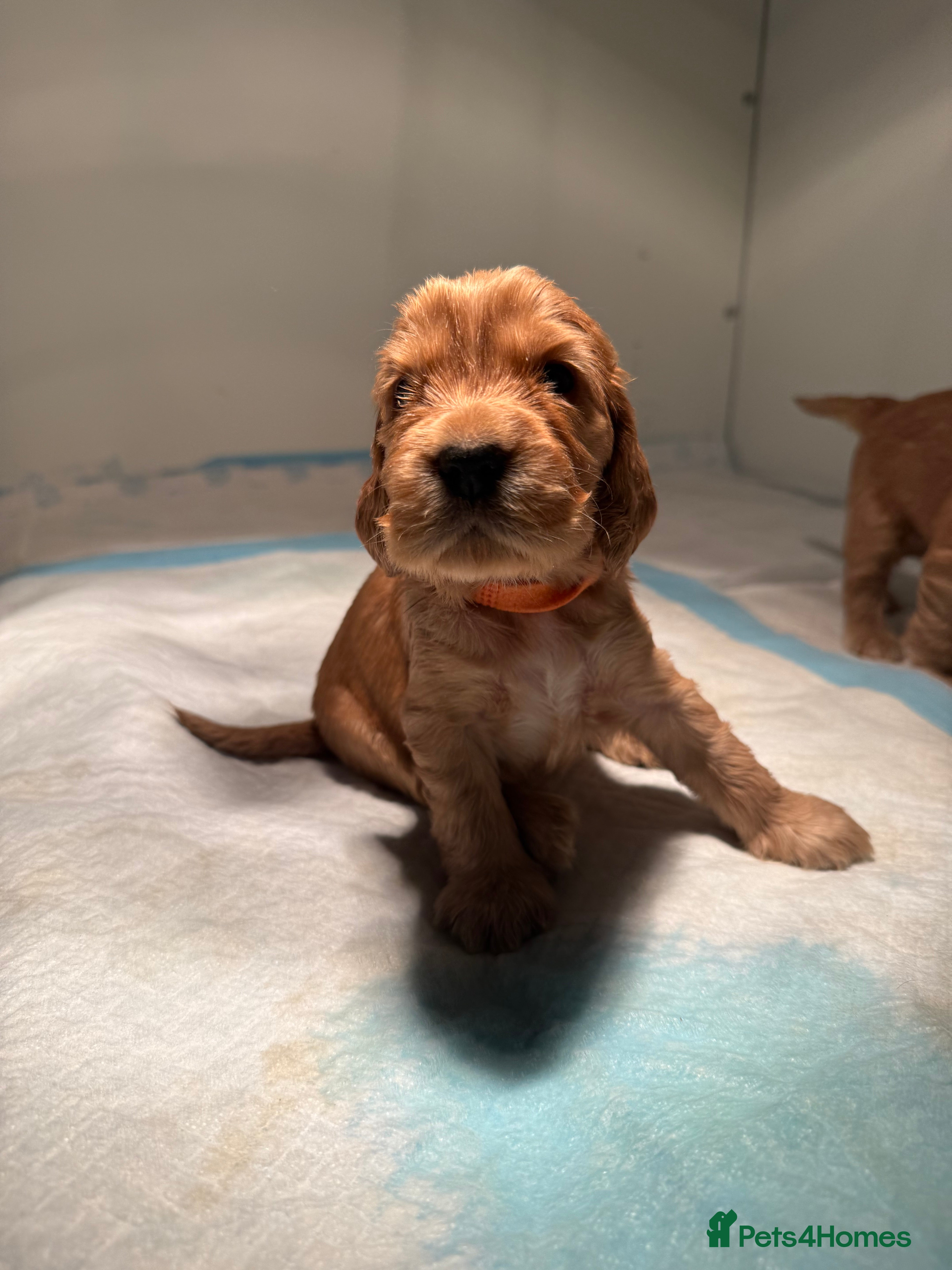 Cocker Spaniel dogs 💘‼️2 Girls Available! Villaspaniol lines - KC REG - Advert 13