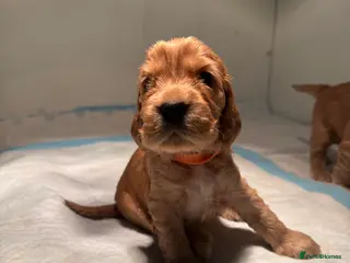 Cocker Spaniel dogs 💘‼️2 Girls Available! Villaspaniol lines - KC REG - Advert 13