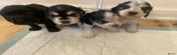 Cocker Spaniel dogs for sale: Beautiful cocker spaniels  - Advert 14