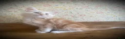 Maine Coon cats for sale: Full Maine Coon Russian Maine coon Kittens Males  - Advert 20