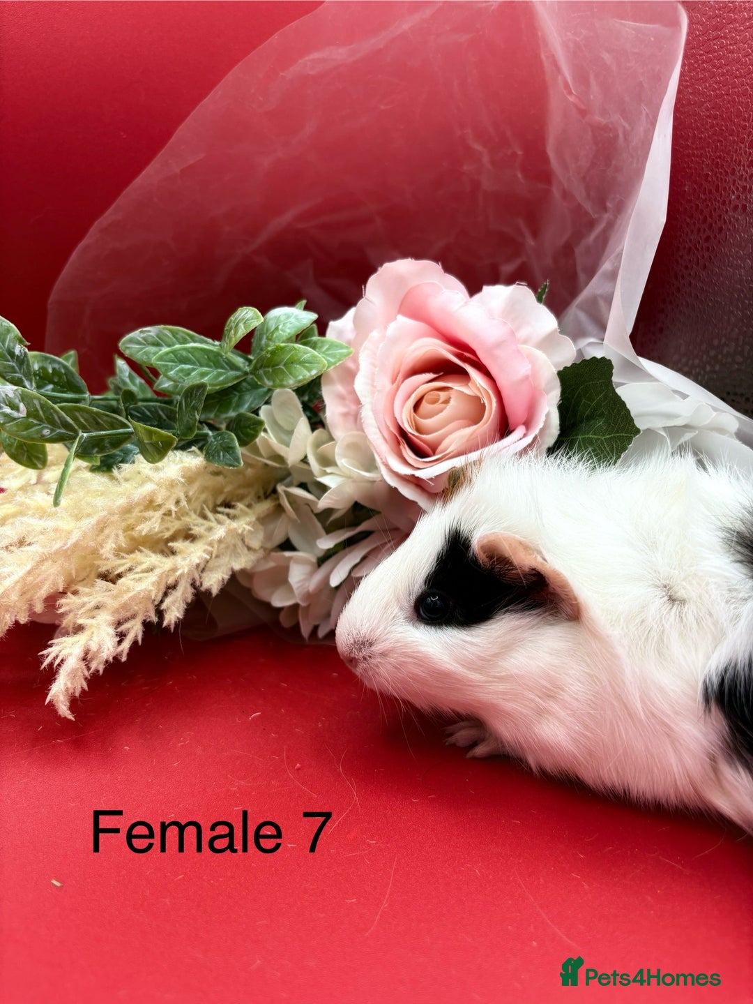 Guinea Pig rodents for sale: Beautiful female guinea pigs  - Image 7