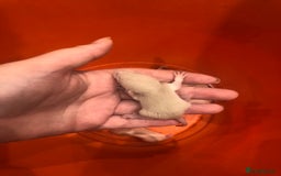 Rat rodents for sale: Rats for sale dumbo ear mother - Image 8