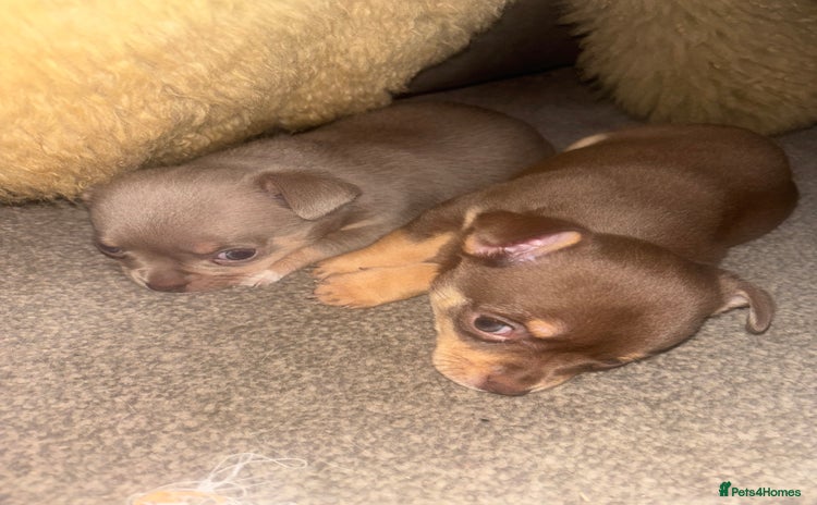 Chihuahua dogs - Advert 2