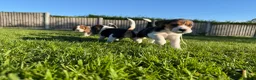 Beagle dogs for sale: Stunning KC beagles leave this weekend! - Advert 6