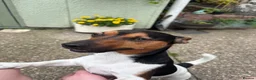 Jack Russell dogs for sale: Jack Russell Terrier in Hull - Advert 2