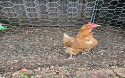 Chickens poultry for sale: 5 hens free to a loving home - Image 4