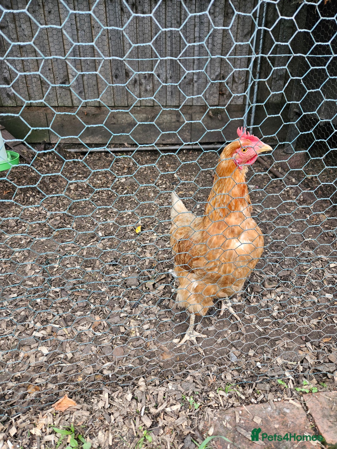 Chickens poultry for sale: 5 hens free to a loving home - Image 4