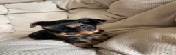 Yorkshire Terrier dogs for sale: Adorable Yorkshire Terrier Puppies 🐾❤️ - Advert 4