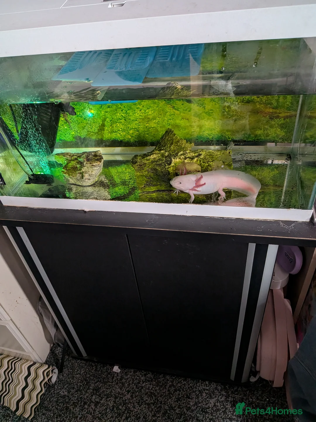 Axolotl reptiles for sale: Leucistic Axolotl with full set up  in Stockton-on-Tees - Advert 5