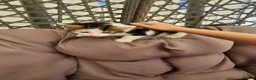Mixed Breed cats for sale: Kittens - Advert 10
