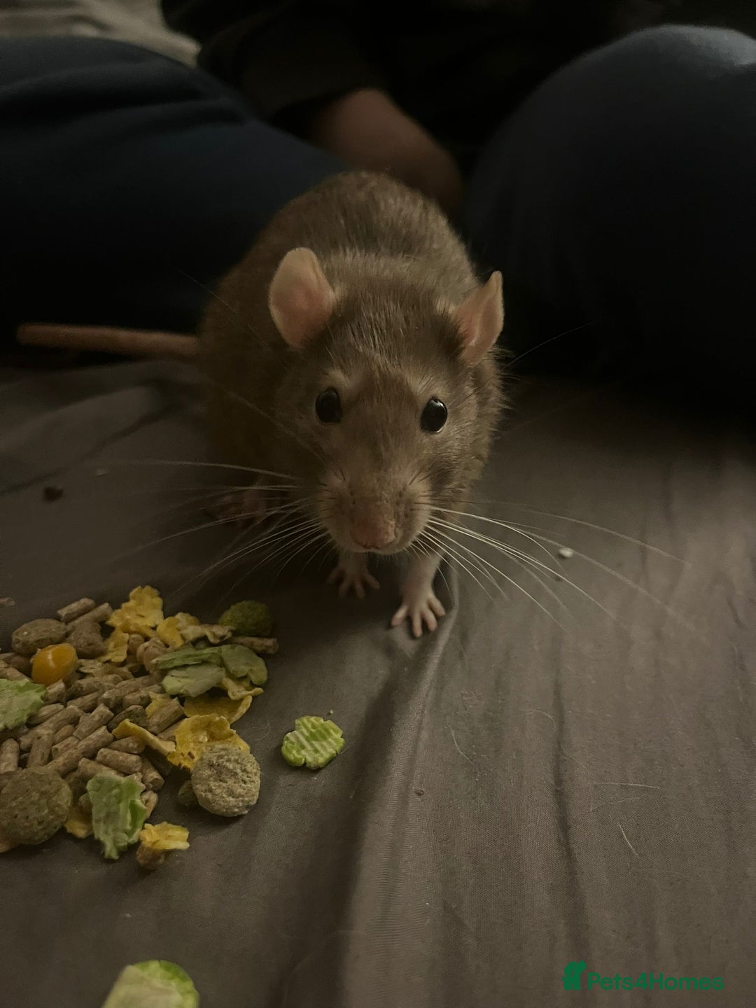 Rat rodents for sale: 4 males rats for sale  - Advert 4