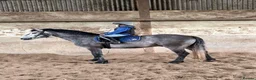 Connemara horses for sale: Class Quality and ready for the ribbons  - Advert 3