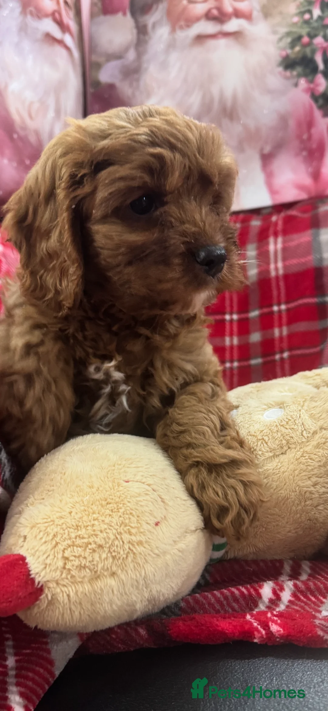 Cavapoo dogs for sale: Cavapoo boy pups ready now 🏡 - Advert 11