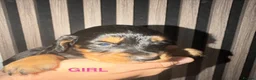 Cocker Spaniel dogs for sale: Cocker Spaniel Puppies  in Ashford - Advert 19
