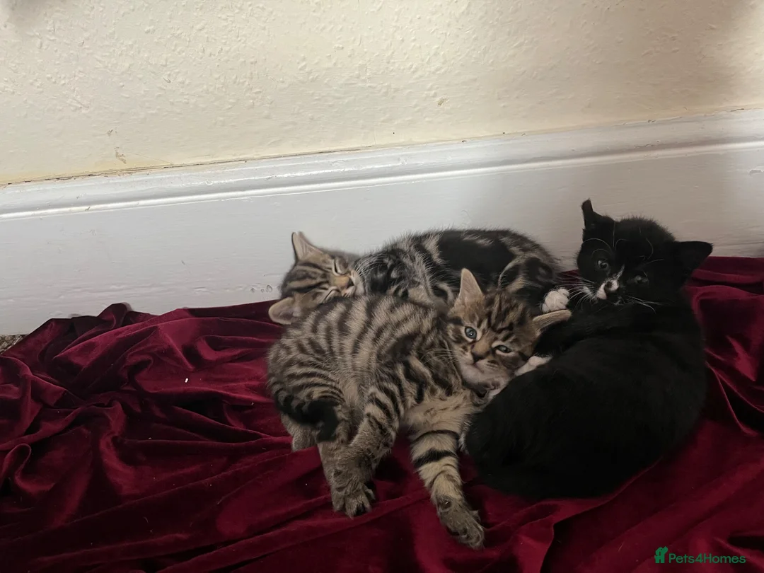 Mixed Breed cats for sale: Kittens  in Derby - Advert 10