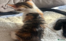 Domestic Shorthair cats for sale: 3 kittens for sale. 2 boys one girl - Image 8