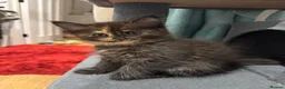 Maine Coon cats for sale: Absolutely gorgeous Maine Coon cross Kittens - Advert 30