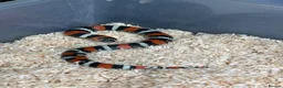 Corn Snake reptiles for sale: Various corn snakes/colubrids at urban exotics  - Advert 14