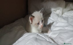 Ragdoll cats for sale: 3 quarters RAGDOLL KITTENS FOR SALE £150 - Image 31