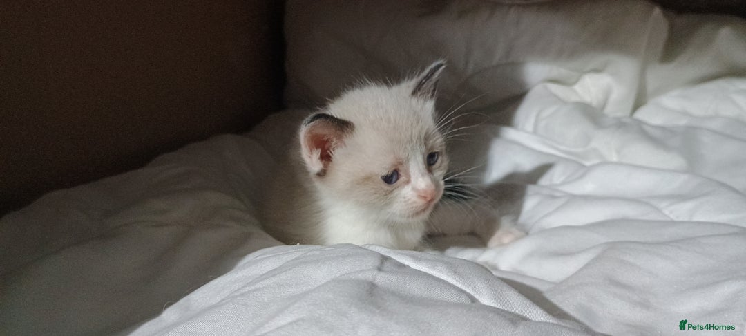 Ragdoll cats for sale: 3 quarters RAGDOLL KITTENS FOR SALE £150 - Image 31