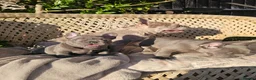 French Bulldog dogs for sale: Adorable French Bulldog Brother & Sister - Advert 17