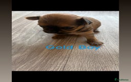 Chihuahua dogs for sale: KC Champion Lines Miniature Chihuahua Puppies - Image 17