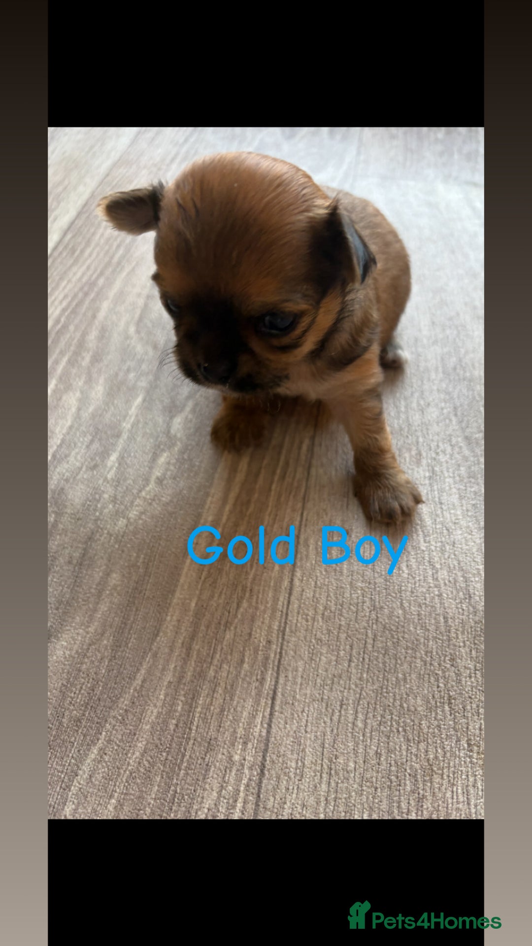Chihuahua dogs for sale: KC Champion Lines Miniature Chihuahua Puppies - Image 17