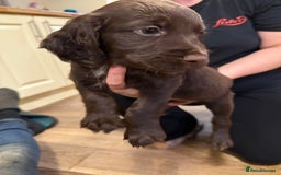 Sprocker dogs for sale: Sprocker puppies  - Image 4
