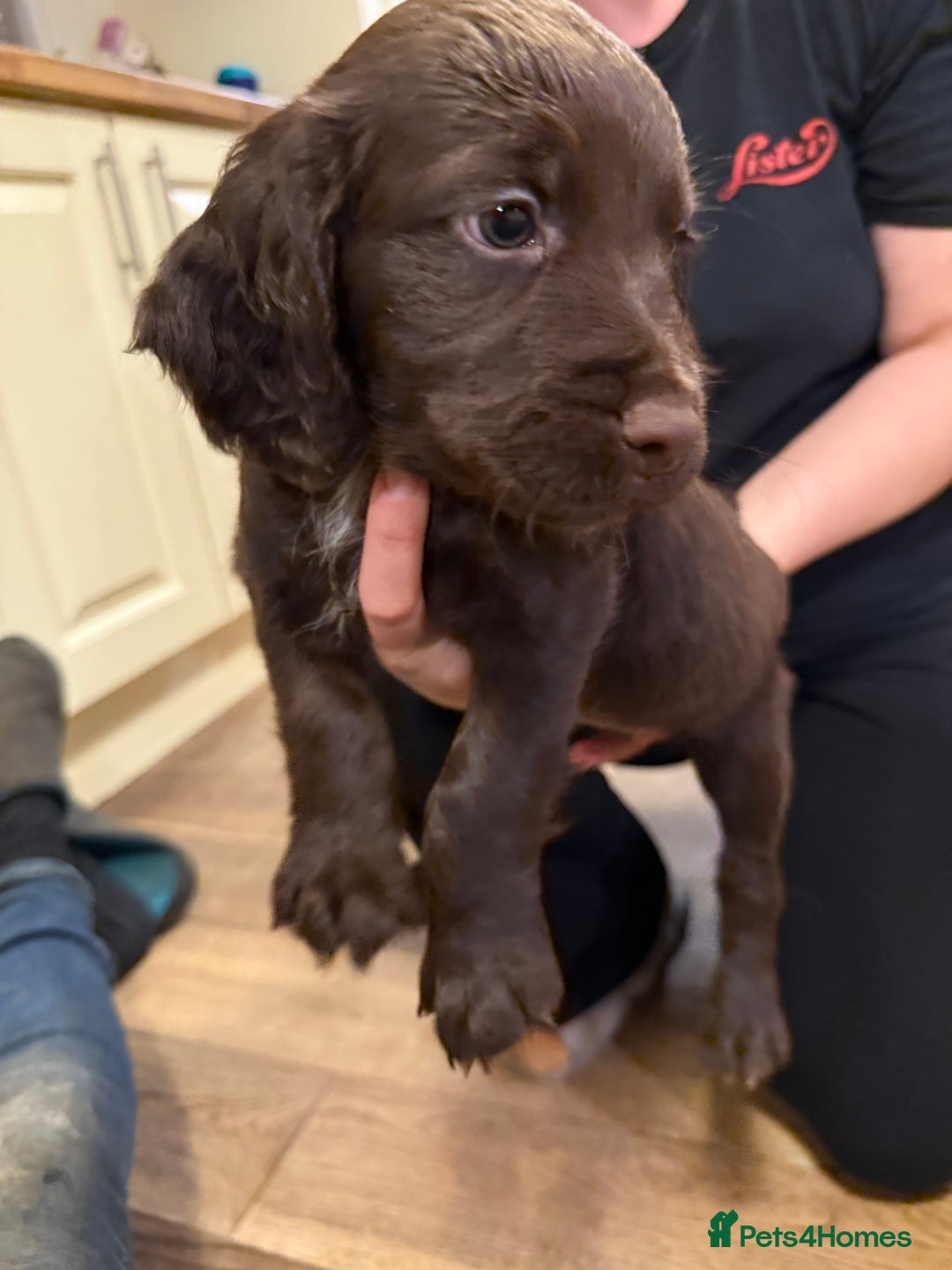 Sprocker dogs for sale: Sprocker puppies  - Image 4