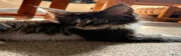 Maine Coon cats for sale: Beautiful Pedigree Maine Coon Kittens  - Advert 24