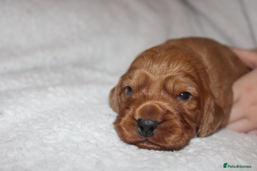 Cocker Spaniel dogs for sale: Working cocker spaniels - Advert 5